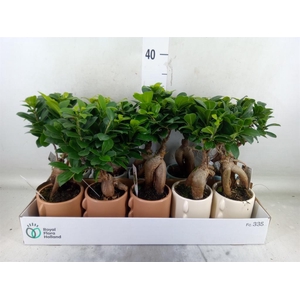 Ficus microcarpa 'Ginseng'