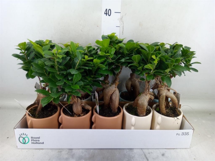 <h4>Ficus microcarpa 'Ginseng'</h4>