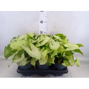 Syngonium  'White Butterfly'