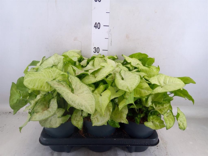 <h4>Syngonium  'White Butterfly'</h4>