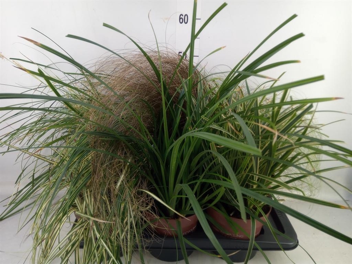 <h4>Carex   ...mix</h4>