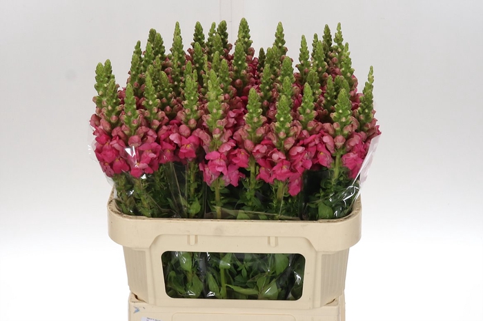 <h4>Antir Poto Cher Rose</h4>