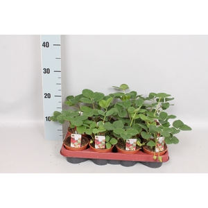 Aardbei / Fragaria 9cm Divers