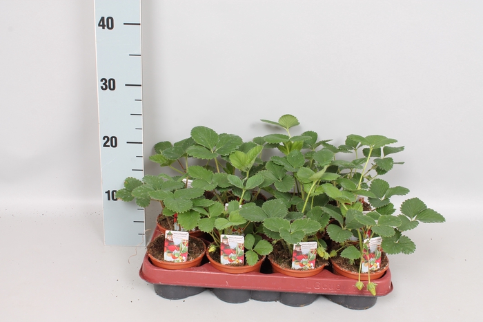 <h4>Aardbei / Fragaria 9cm Divers</h4>