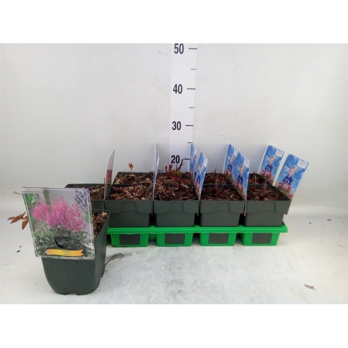 <h4>Astilbe japonica 'Mainz'</h4>