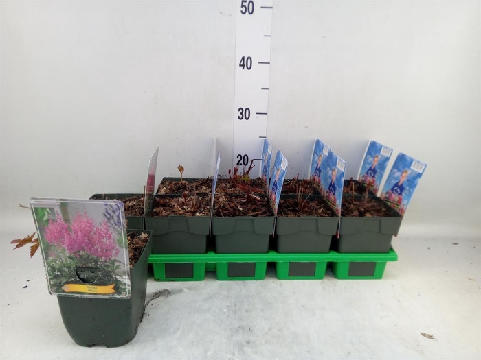 <h4>Astilbe japonica 'Mainz'</h4>