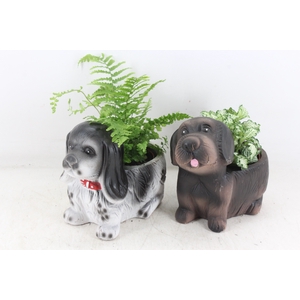 arr2 TD - Ker. honden mix x8 Faren. fitonia