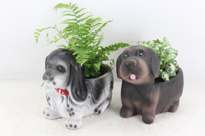 <h4>arr2 TD - Ker. honden mix x8 Faren. fitonia</h4>