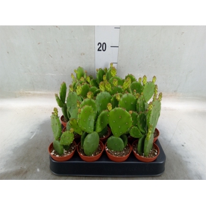 Opuntia humifusa