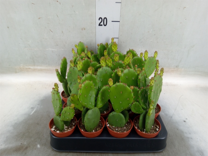 <h4>Opuntia humifusa</h4>