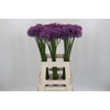 Allium Gladiator