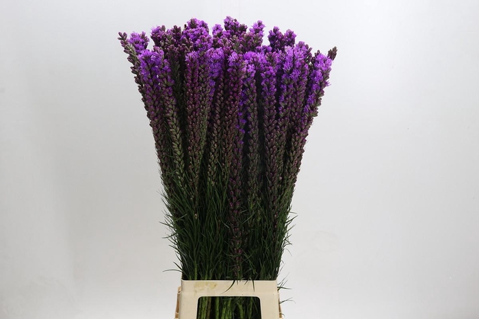 <h4>Liatris Callilepis</h4>