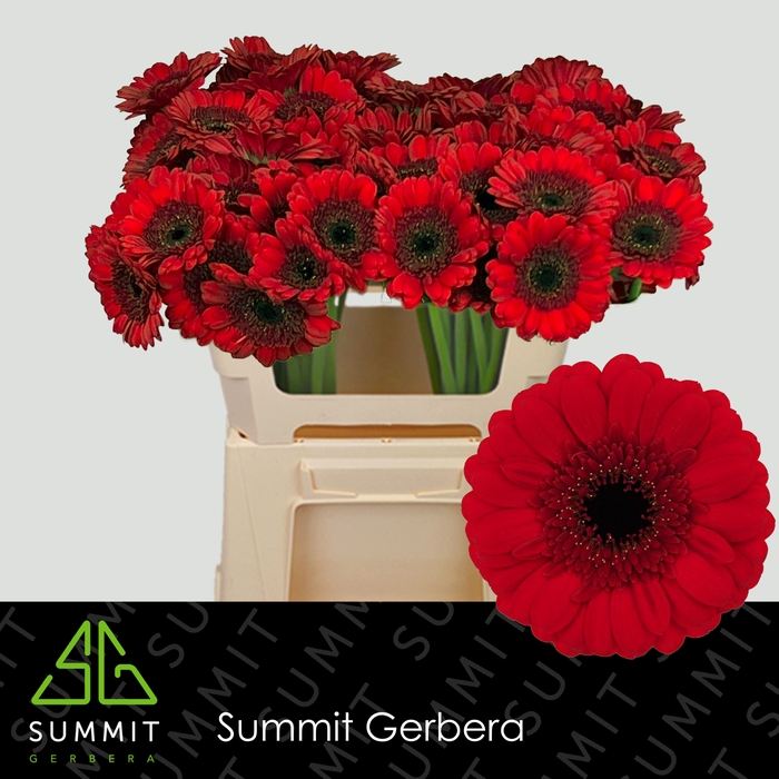 <h4>Germini Red Ruby Water x60</h4>