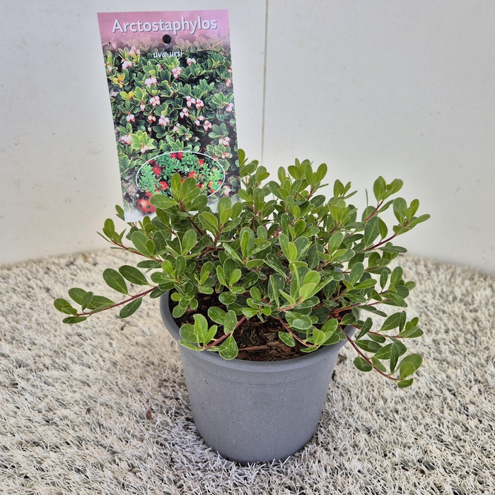 <h4>Arctostaphylos uva-ursi</h4>