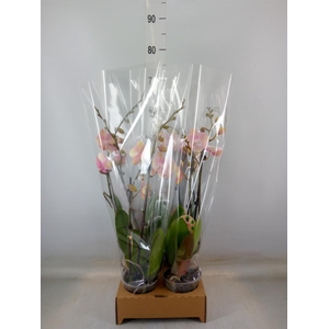 Phalaenopsis   ...orange