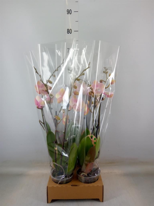 <h4>Phalaenopsis   ...orange</h4>