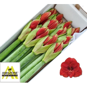HIPPEASTRUM GA 'FERRARI'