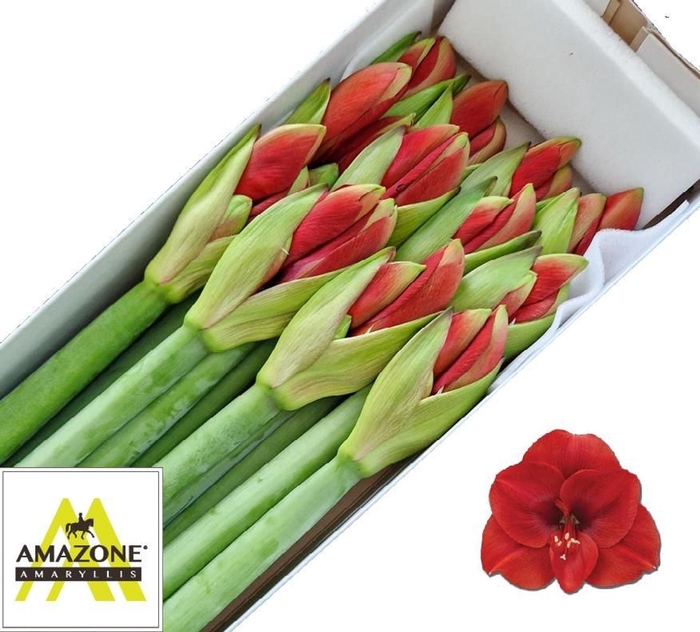 <h4>HIPPEASTRUM GA 'FERRARI'</h4>