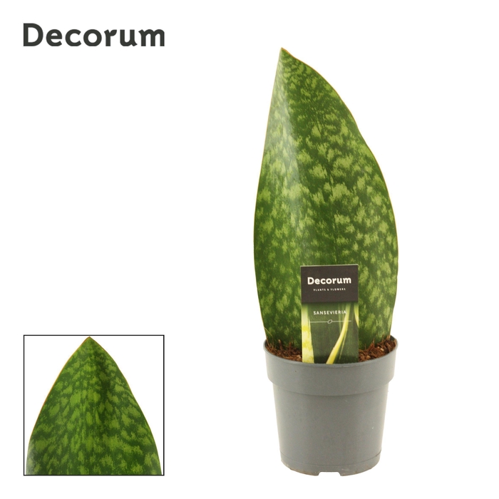 <h4>Sansevieria Masoniana 12 cm Green (Decorum)</h4>
