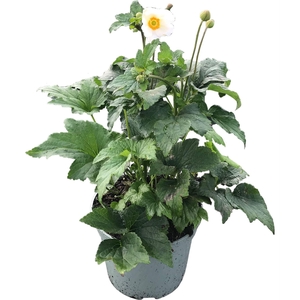 Anemone x hybrida Honorine Jobert