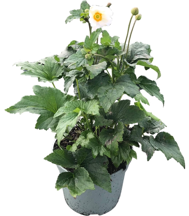 <h4>Anemone x hybrida Honorine Jobert</h4>