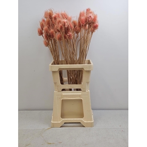 GESTABILISEERD KAARDEBOL ZALM