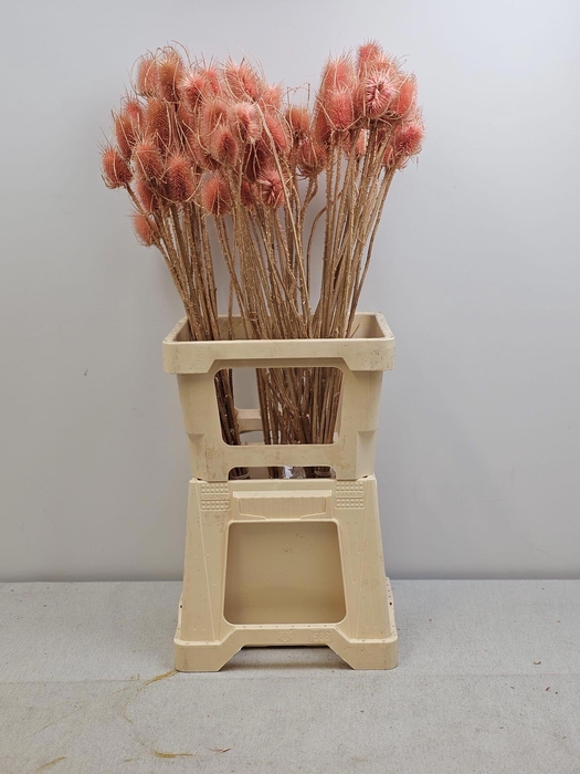 <h4>GESTABILISEERD KAARDEBOL ZALM</h4>