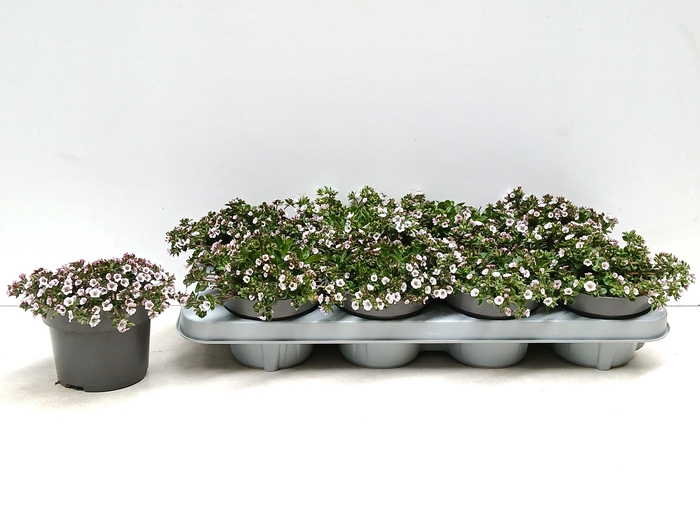 <h4>GYPS CERASTIOIDES</h4>