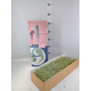 Tillandsia usneoides