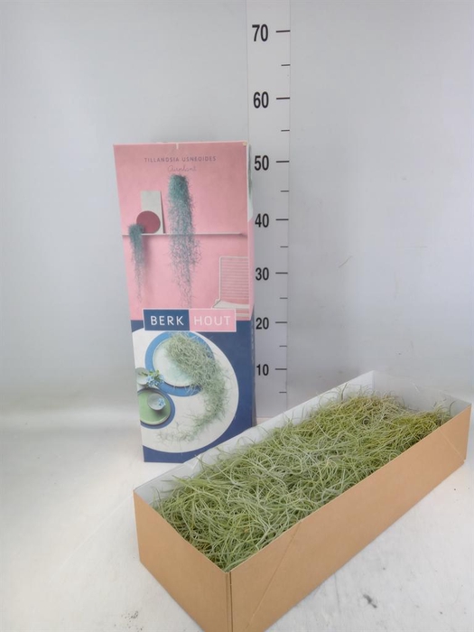 <h4>Tillandsia usneoides</h4>