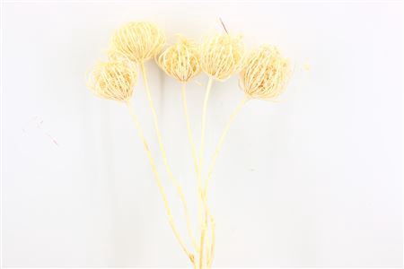 <h4>Dried Ammi Majus Bleached Medium P Stem</h4>