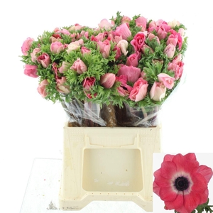 ANEM CO MIS + PINKIE