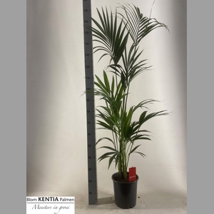 HOWEA FORSTERIANA