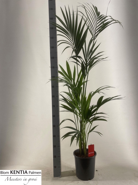 <h4>HOWEA FORSTERIANA</h4>