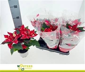 <h4>EUPHOR P SKYSTAR</h4>