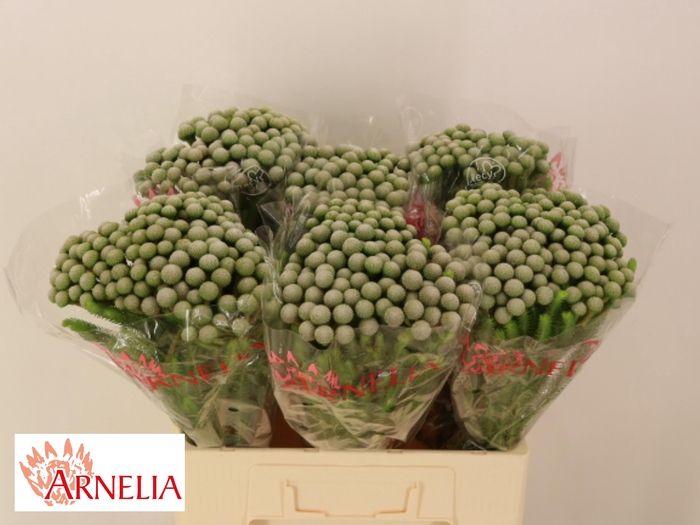 <h4>BRUN AYOBA SILV MOON</h4>