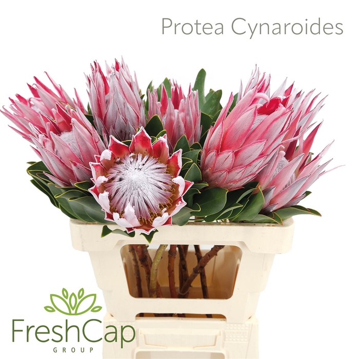 Protea Cynaroides