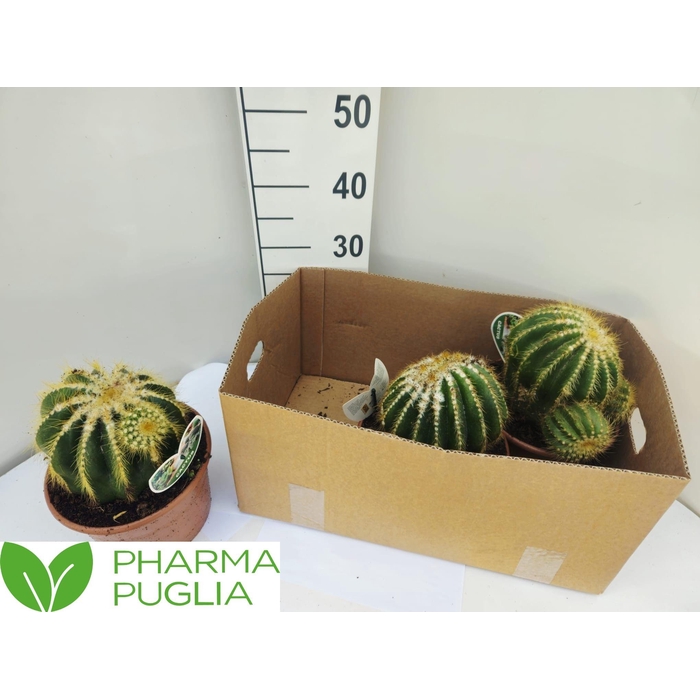 <h4>MAMM SPINOSISSIMA</h4>