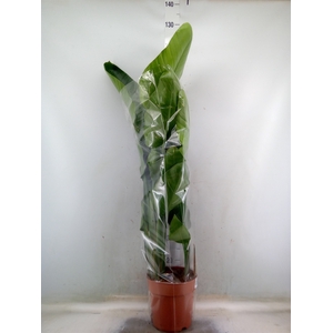 Strelitzia nicolai