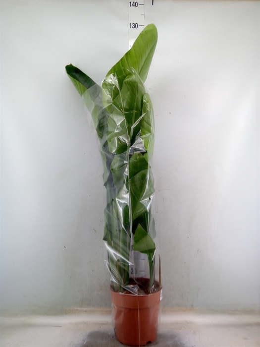 <h4>Strelitzia nicolai</h4>