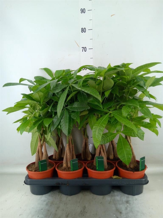 <h4>Pachira aquatica</h4>