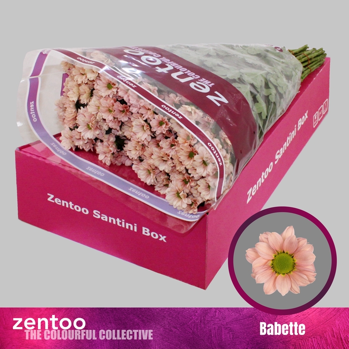 <h4>Chrysanten Chr S Babette</h4>