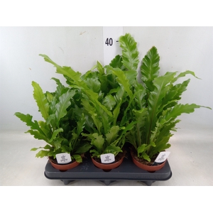 Asplenium nidus 'Campio'