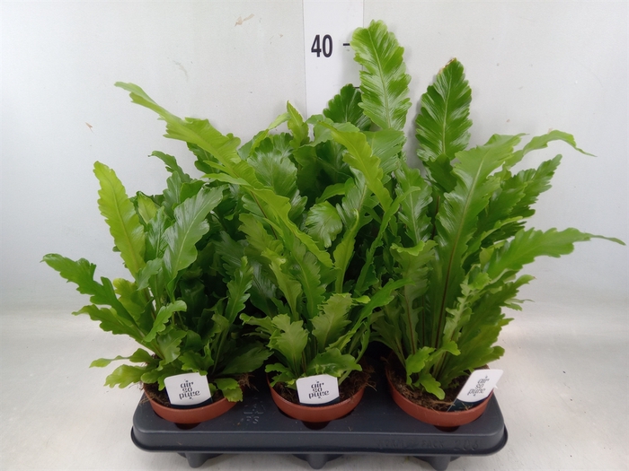 <h4>Asplenium nidus 'Campio'</h4>