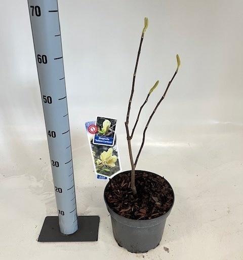 <h4>MAGN STELLATA OV</h4>