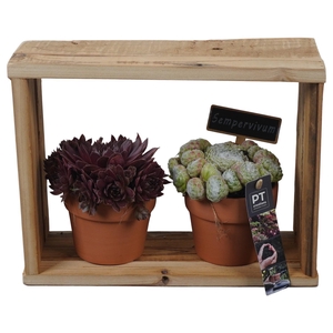 PTS7400 Arrangement Sempervivum in terracotta pot in houten frame