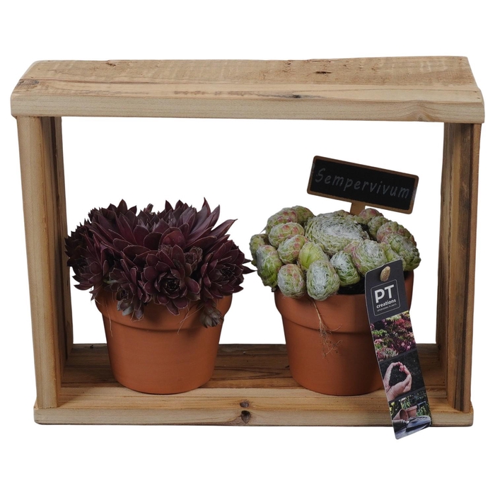 <h4>PTS7400 Arrangement Sempervivum in terracotta pot in houten frame</h4>
