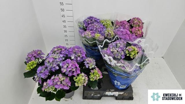 <h4>HYDR M EARLY BLUE</h4>