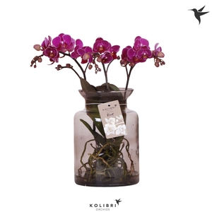 Kolibri Orchids Phalaenopsis Roots violet in glas stolp lila