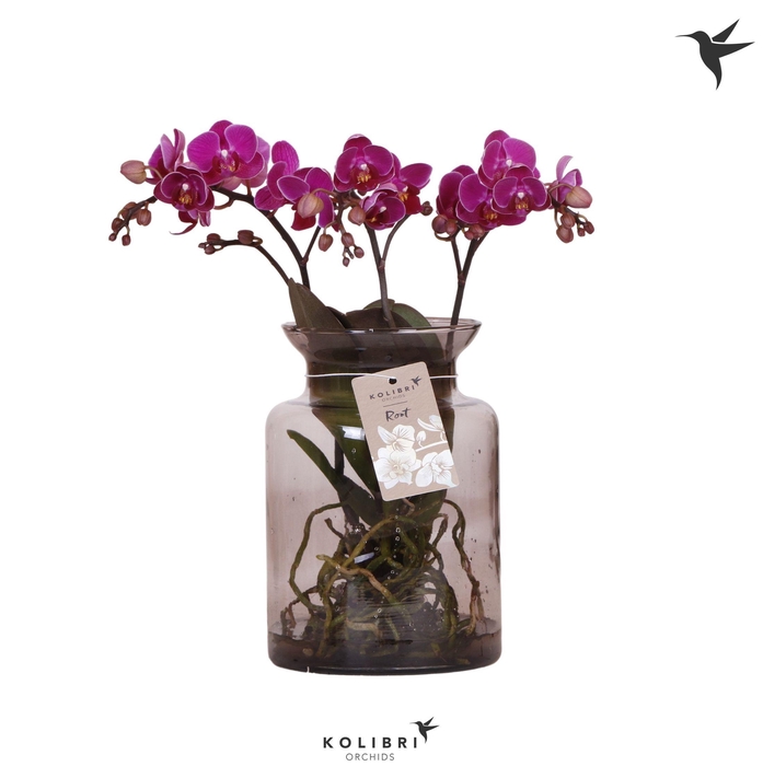<h4>Kolibri Orchids Phalaenopsis Roots violet in glas stolp lila</h4>